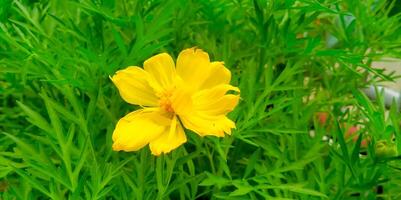 geel kosmos bloemen bloeien gedurende de dag foto