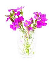 bloem violet op lichte achtergrond foto