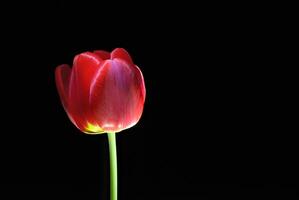 geïsoleerd rood tulp Aan zwart achtergrond, schoonheid in eenvoud foto