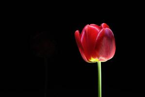 kant visie Aan mooi rood tulp met zwart achtergrond foto