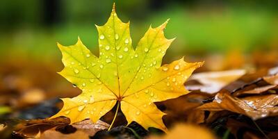 herfst geel esdoorn- blad tussen groen gebladerte achtergrond met water druppels foto