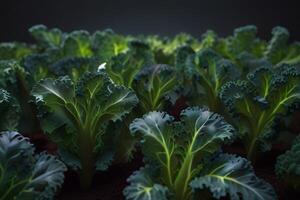 vers groen en Purper boerenkool planten Aan marmer, biologisch groenten foto