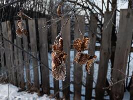 ijzig winter ochtend, bevroren boom blad Aan de achtergrond van een houten hek foto