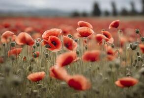 een visie van een veld- van papaver foto