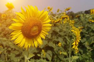 mooi geel zonnebloem in de veld- foto