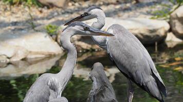 twee groot blauw reiger met een lang nek en dolkachtig bek geduldig jaagt voor vis in nog steeds water foto