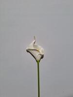 een witte bloem foto