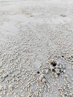 krab gaten Aan strand in zonneschijn dag foto