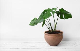 monstera deliciosa in een klei pot foto