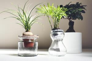 binnen- planten Aan wit tafel foto