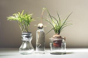 mini planten in glas potten foto