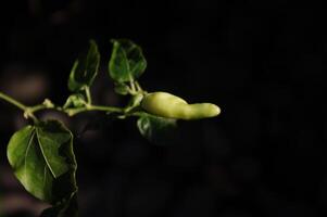 cayenne peper is een favoriete voedsel voor pittig geliefden foto