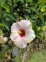 hibiscus roze en wit dubbele schaduw hybride bloeiend leven fabriek foto