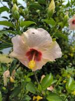 hibiscus roze en wit dubbele schaduw hybride bloeiend leven fabriek foto