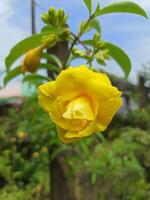 mooi geel allamanda bloem in botanisch tuin foto