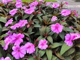 impatiens hawkeri bloemen zijn bloeiend in de tuin, heeft helder kleur foto