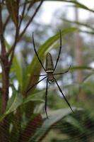 reusachtig hout spin of nephila pilipes in de achtertuin foto