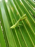 bidden bidsprinkhaan of rhombodera extensicollis Aan een palm boom blad foto