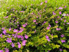 cuphea hyssopifolia, de false heide, Mexicaans heide, hawaiiaans heide of elfachtig kruid, is een klein groenblijvend struik foto