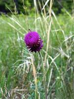 een opvallend Purper distel staat uit tegen een zachte focus groen veld, presentatie van de natuurlijk schoonheid en kleur contrast van wild flora foto