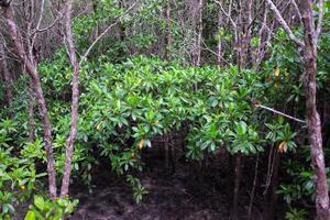 crabapple mangrove in mangrove Woud in Thailand foto