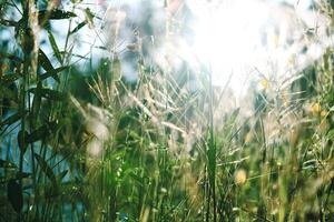 mooi wild groen gras bloemen in de weide met natuurlijk zonlicht foto