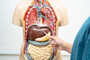 leerling tiener- aan het leren anatomie biologie met menselijk lichaam model- in klas Bij hoog school. foto