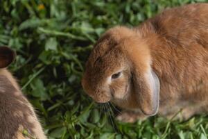 twee konijnen zijn in een met gras begroeid Oppervlakte, een van welke is op zoek Bij de camera. de tafereel is vredig en kalm, met de konijnen genieten van hun tijd in de gras foto