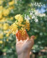 gouden bloei in teder handen foto