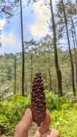 pijnboom ijshoorntje temidden van Woud schoonheid foto