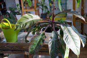 philodendron Aan de tafel voor verplanten en zorgzaam voor huiselijk planten in de interieur van een groen huis met ingemaakt planten foto