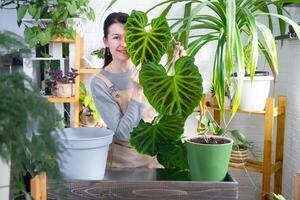 vrouw in schort houdt groot gestreept philodendron blad en zorgzaam voor ingemaakt plant, verplanten en verpotten groot huis fabriek philodendron verrucosum in een nieuw groter pot in huis interieur. foto