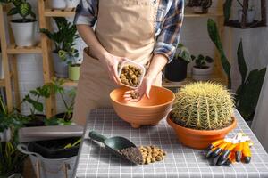 afvoer van uitgebreid klei naar de bodem van de pot voor verpotten overwoekerd huis fabriek groot doornig cactus echinocactus gruzoni in nieuw groter pot. foto