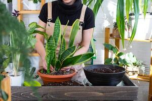 verpotten en zorgzaam huis fabriek vetplanten van sansevieria in nieuw pot in huis interieur. vrouw groeit planten net zo een hobby, houdt rassen sansevieria trifasciata foto