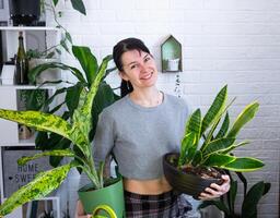 verpotten en zorgzaam huis fabriek dieffenbachia banaan in nieuw pot in huis interieur. vrouw rassen en groeit planten net zo een hobby, houdt rassen diffenbachia met groot gevlekte bladeren, groot grootte foto