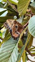 majestueus vlinder rustenclose-up van een levendig vlinder met gevormde Vleugels resting Aan een groen blad, presentatie van van de natuur schoonheid. foto