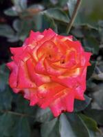 detailopname van een levendig rood en geel tweekleurig roos in vol bloeien, presentatie van natuurlijk schoonheid en ingewikkeld bloemblad details foto