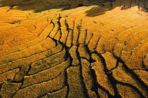 luchtfoto van gouden rijstterrasveld in de ochtend foto