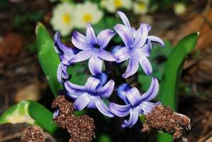 paarse hyazint in het voorjaar