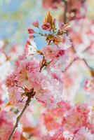 verbazingwekkend roze kers bloesems Aan de sakura boom. foto