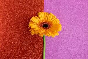 mooi geel gerbera bloem Aan een helder rood en roze achtergrond. foto