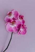 mooi paars orchidee bloemen Aan pastel Purper achtergrond. foto