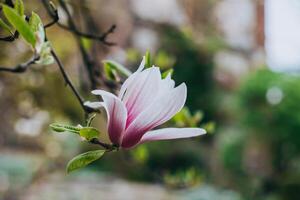 verbazingwekkend magnolia bloem in een voorjaar tuin. lente achtergrond. foto