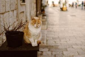 schattig rood kat zittend Aan een straat van Dubrovnik oud dorp, Kroatië. foto