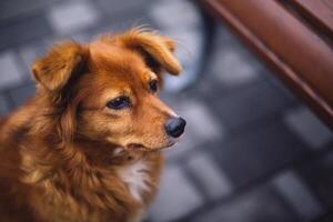 aanbiddelijk rood hond in de buurt een bank in een stad park. foto