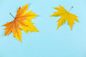 mooi herfst esdoorn- bladeren Aan blauw pastel achtergrond. plaats voor tekst. minimaal. foto