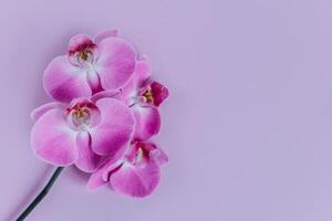 mooi paars orchidee bloemen Aan pastel Purper achtergrond. foto