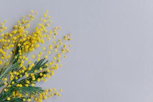 mooi mimosa bloemen Aan licht grijs achtergrond. foto