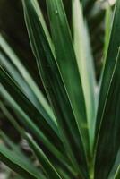 vers groen yucca bladeren in een tuin na de regen. foto