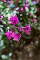 mooi paars bougainvillea bloemen Aan een zomer straat. foto